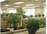 武汉植物租赁 如何选择最适合您的办公绿植